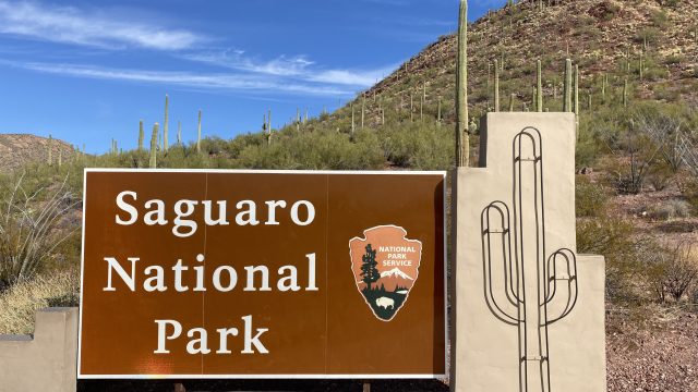Saguaro National park